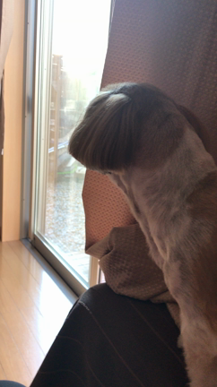 おはようございます(๑･̑◡･̑๑)の記事動画