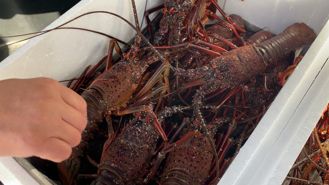 伊勢海老！の記事動画