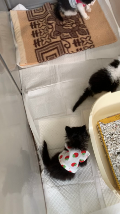 ご支援ありがとうございます　〜喧嘩と抗争の日々〜〜の記事動画