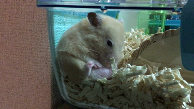 癒されますようにの記事動画