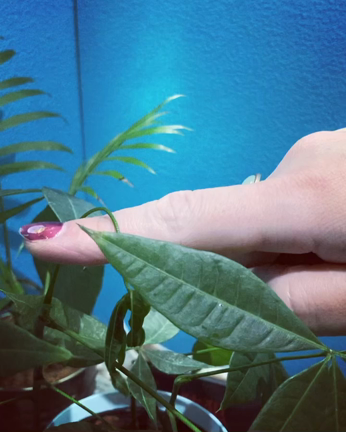 今週のひと言星占いとパキラの記事動画