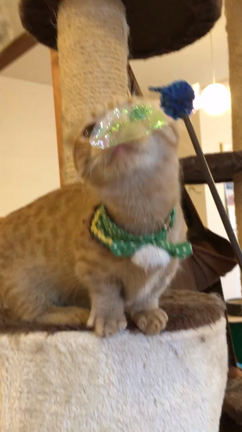 福猫茶房久々に訪問の記事動画