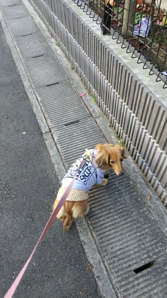 メイちゃん ヘルニア再発の記事動画