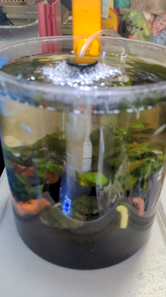 今週のメダカボトルの記事動画