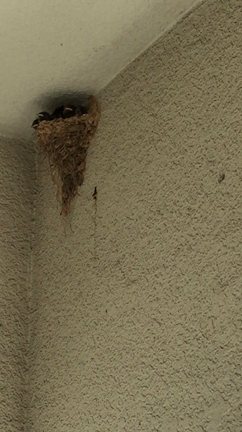 巣立ちの記事動画