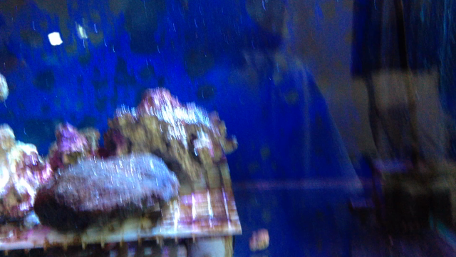 5/4 ザリガニ釣り♪の記事動画