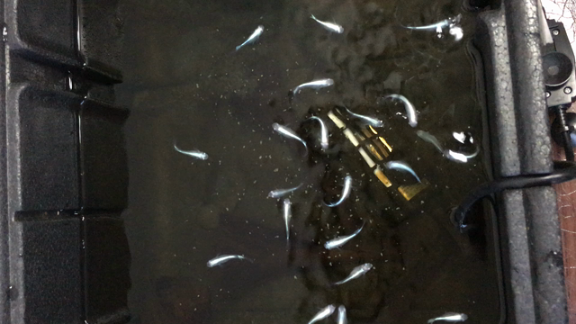 メダカの話の記事動画