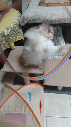 お正月なのにの記事動画