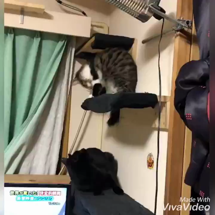 ずっとのお家が決まったご報告の記事動画