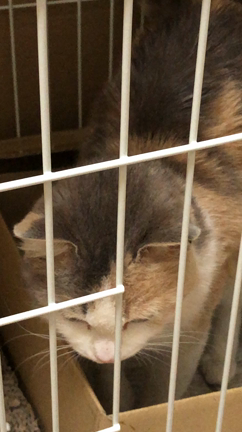 保護猫の記事動画