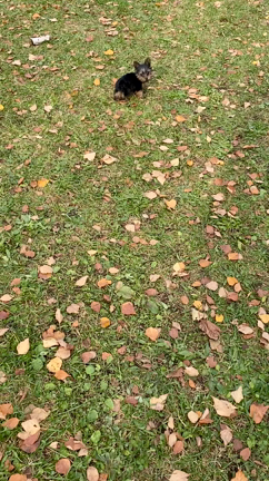 11月も終わりじゃないかーの記事動画