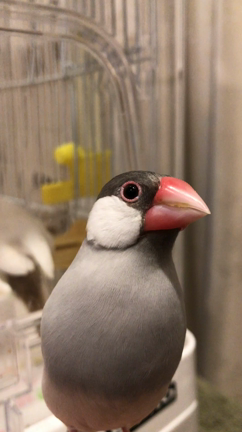 新年おめでとうございますの記事動画