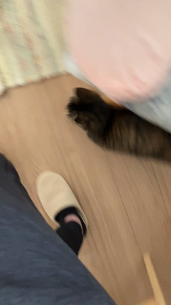 【動画】甘えんぼう猫 ダイズの記事動画