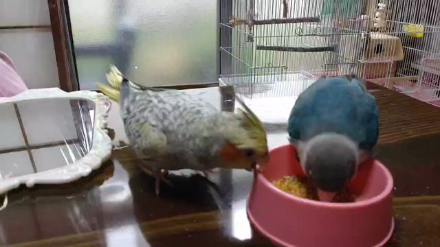 里親様からのお便り⑩❤️の記事動画