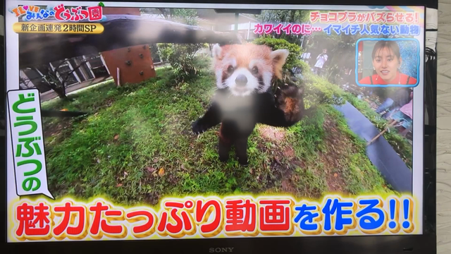 「I LOVEみんなの動物園」新企画コーナーアニメーションの記事動画