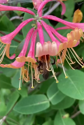 ぶんぶんぶんの記事動画