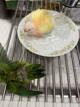 まつば、初の水浴び(？)とあやめさんの通院の記事動画