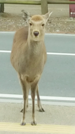 くりはらワールド♪の記事動画