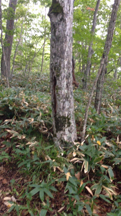 屈斜路湖！の記事動画