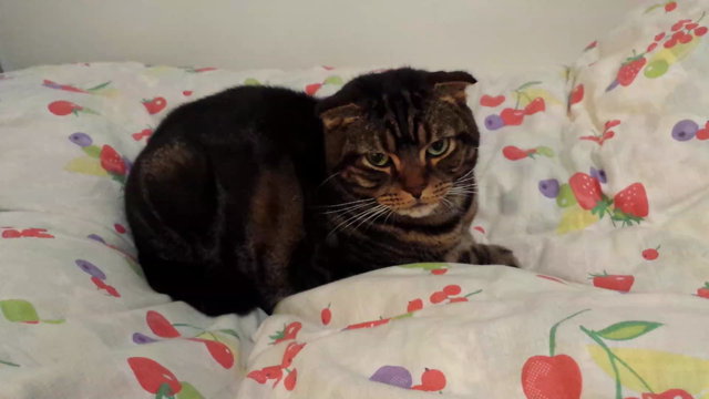 朝の出来事の記事動画