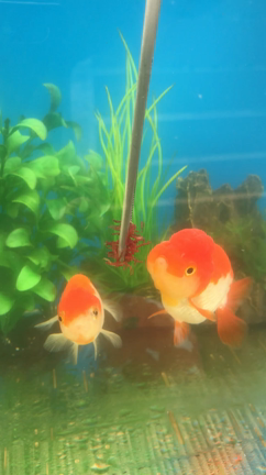 今日のあれこれ。の記事動画