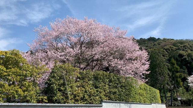 さくら　桜　またねー！の記事動画