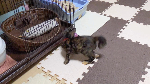 サビ猫成長日記更新！⑨の記事動画