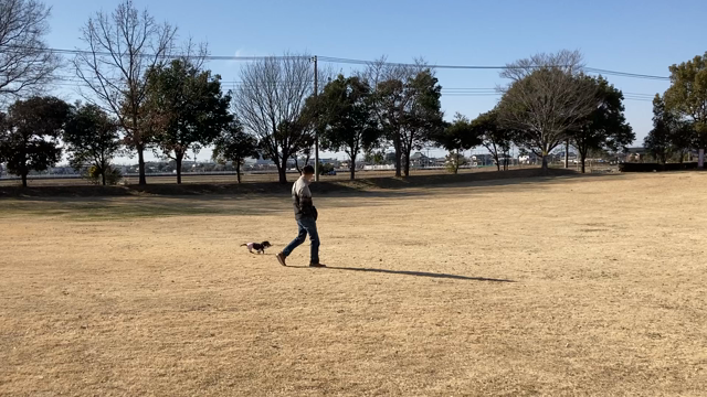 芝生の公園の記事動画