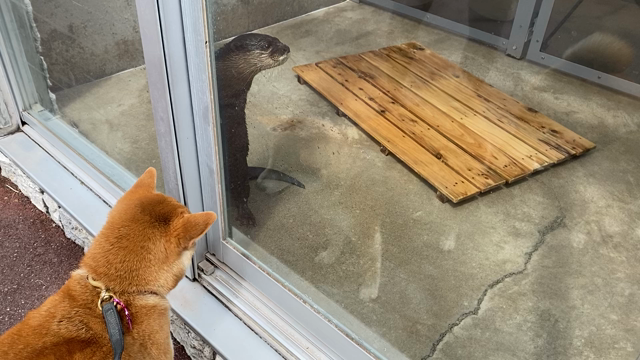 カワウソくんに興味しんしん！の記事動画