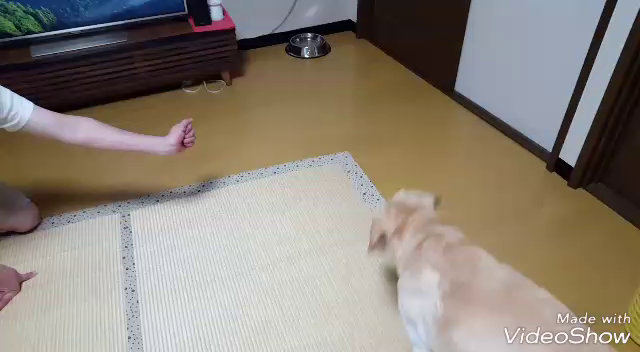 暑いですね。の記事動画