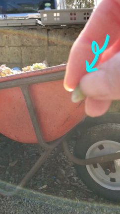 多肉さんの涙の記事動画