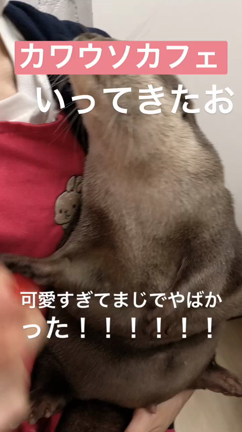 カワウソカフェの記事動画