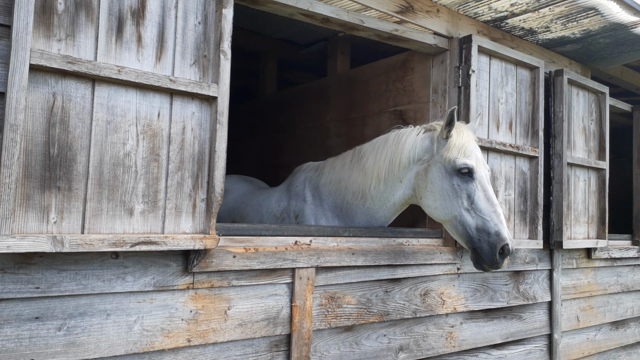乗馬とオリンピックと月曜断食！の記事動画