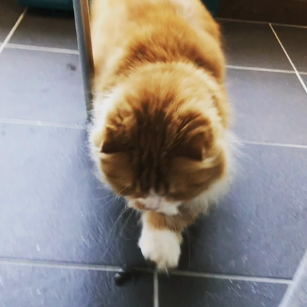 今日の散歩はの記事動画