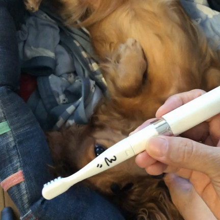 犬のハミガキには電動歯ブラシがおすすめですの記事動画