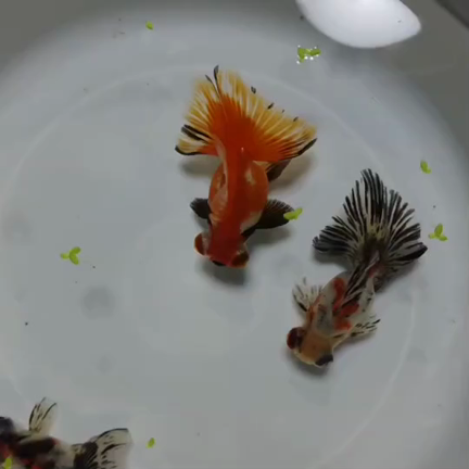 めだか万博　in愛知は明日の記事動画