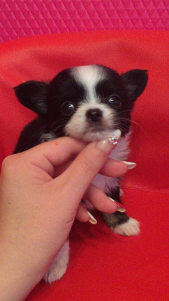 ピノっ子オーナー様募集の記事動画