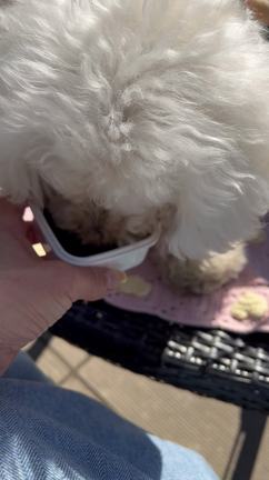 ２月２８日（月）血液検査＆皮下点滴♪～梅散歩の記事動画