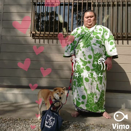 大相撲大阪場所 九重部屋宿舎にてペットシッターさんちの柴の記事動画