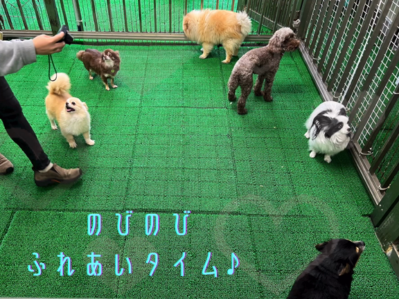 【番外編】昼間のわんこたちの記事動画