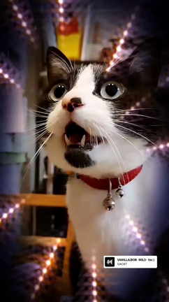 はちわれのゴマの記事動画