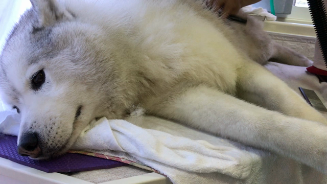 最高齢　わんこ　大きさ別の記事動画