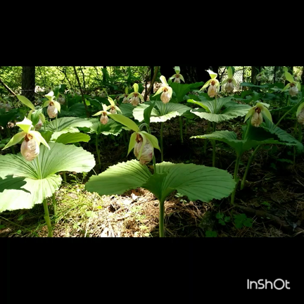 くまがいそうの記事動画