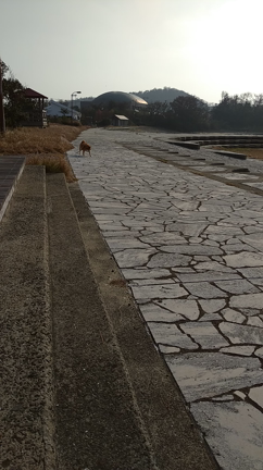 膵神経内分泌腫瘍と膵臓がんの記事動画
