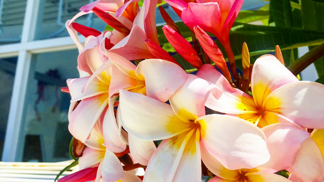 絶景POINTの記事動画