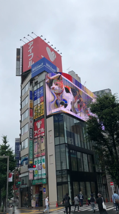あんな高いところに巨大猫が⁉︎新宿東口の猫は本物みたいだった！の記事動画