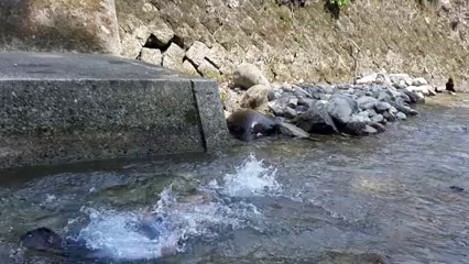 川遊びの記事動画