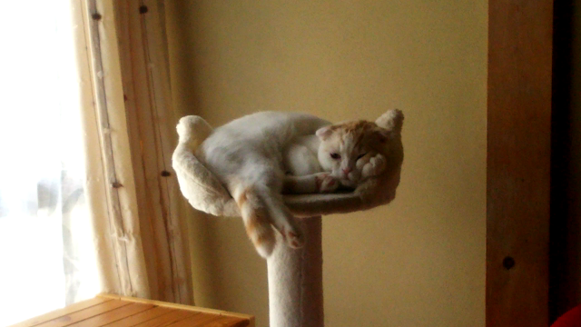 癒しの？にゃんこ動画の記事動画