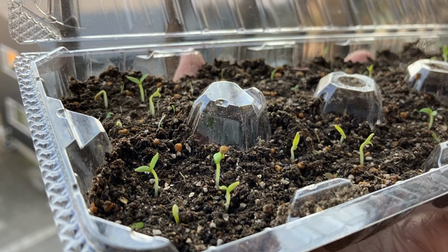 フルーツほおずきの「育苗」の記事動画