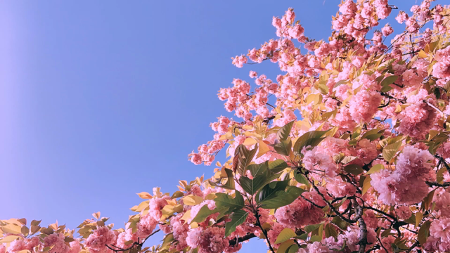 【演奏動画UP】もう一度春に会いましょう！の記事動画